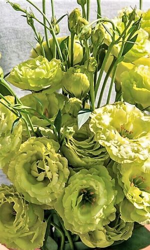 Эустома махровая АВС ЗЕЛЁНАЯ