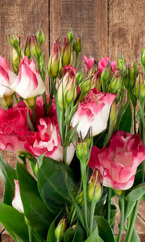 Эустома махровая (лизантус) МОРГАНИТ