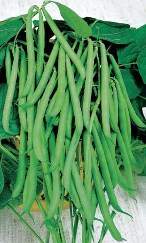 Фасоль СНЕЖНАЯ КОРОЛЕВА