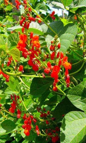 Фасоль вьющаяся ОГНЕННО-КРАСНАЯ