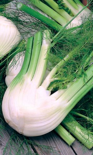 Фенхель (сладкий укроп) УДАЛЕЦ