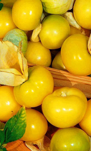 Физалис КОНДИТЕР