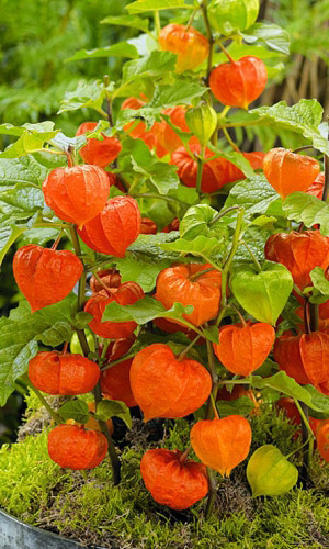 Физалис МИНИАТЮРА