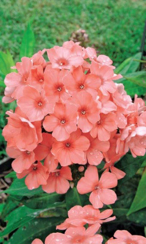 Флокс друммонда ИЗАБЕЛЛИНА