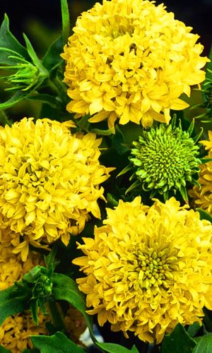 Гайлардия ЛОЛЛИПАП ЗОЛОТАЯ