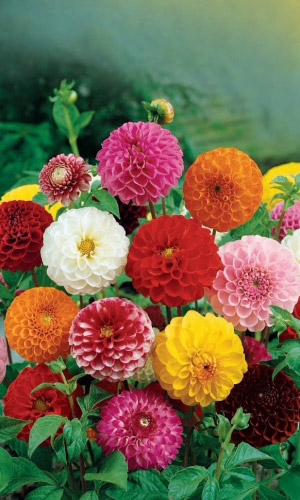 Георгина ФРАНЦУЗСКОЕ КРУЖЕВО