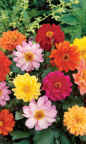 Георгина ВЕСЁЛЫЕ РЕБЯТА