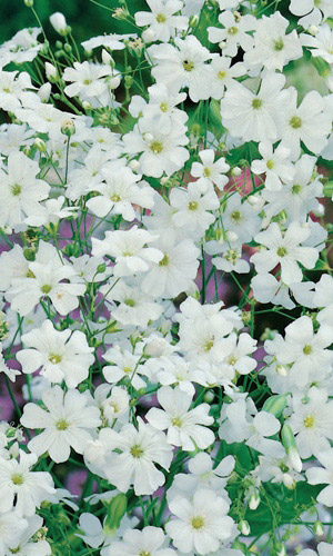 Гипсофила изящная БЕЛОЕ ОБЛАКО