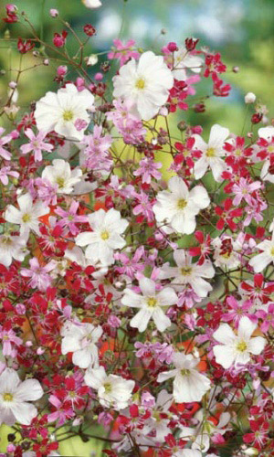 Гипсофила изящная СМЕСЬ ОКРАСОК