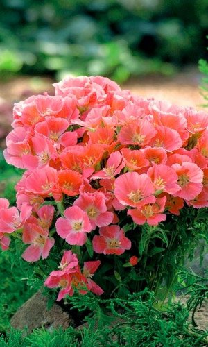 Годеция ОРАНЖЕВЫЙ ЗАКАТ &mdash; Крупноцветковая