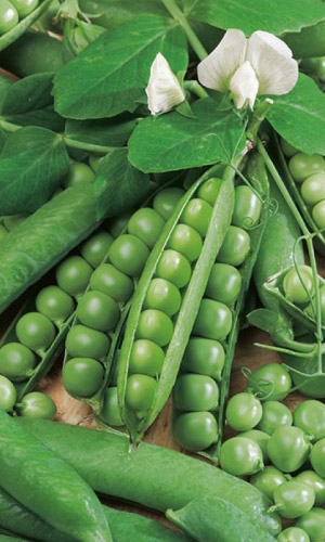 Горох МАКСДОН