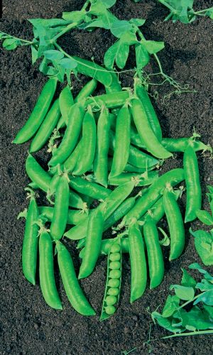 Горох САМО СОВЕРШЕНСТВО