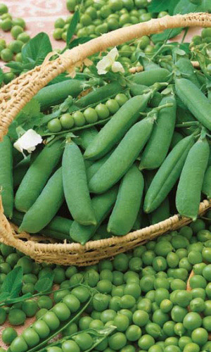 Горох СПРИНТЕР