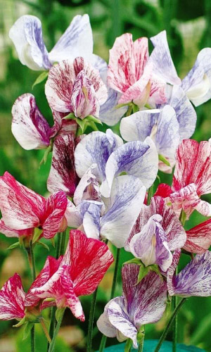 Горошек душистый АРОМАТНАЯ СМЕСЬ