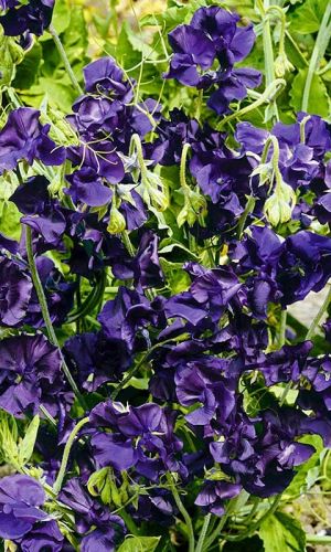 Горошек душистый СИНЯЯ ВУАЛЬ