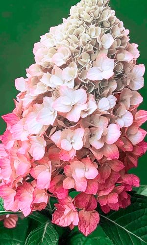 Гортензия ФРАЙЗ МЕЛЬБА