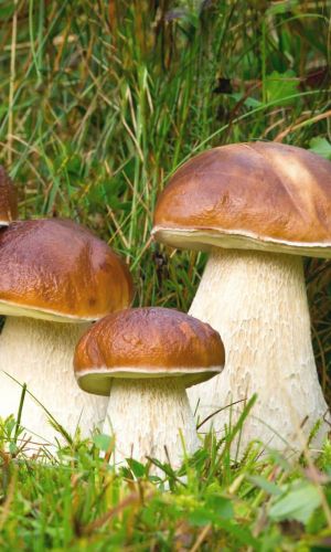 Грибы БЕЛЫЙ ГРИБ КЛАССИЧЕСКИЙ