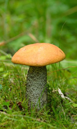 Грибы КРАСНОГОЛОВИК СОСНОВЫЙ