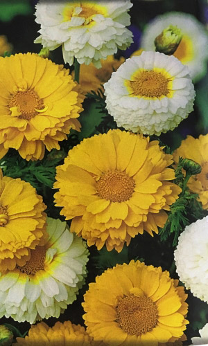 Хризантема КОРОНЧАТАЯ МАХРОВАЯ