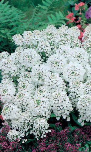 Иберис зонтичный БЕЛЫЙ ГИАЦИНТ