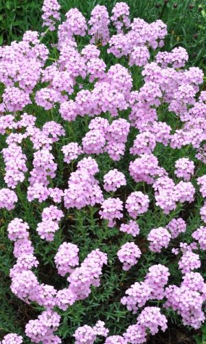 Иберис зонтичный ЛИЛИЦИАНА