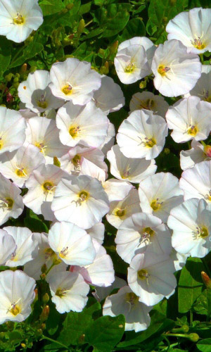 Ипомея ПЕРЛИ ГЕЙТС