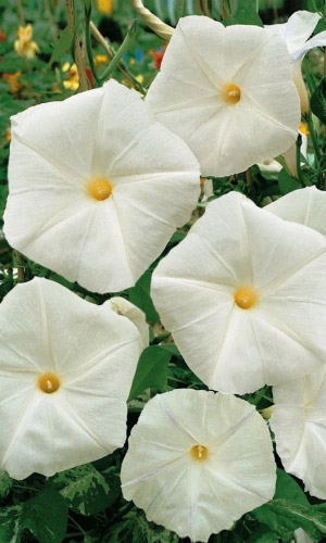 Ипомея СНЕЖНЫЙ КОЛОКОЛ