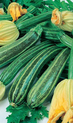 Кабачок МАЛОЙ-УДАЛОЙ