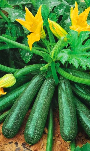 Кабачок ДИВО ДИВНОЕ