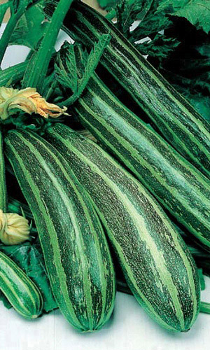 Кабачок цукини ЕГИПЕТСКАЯ СИЛА