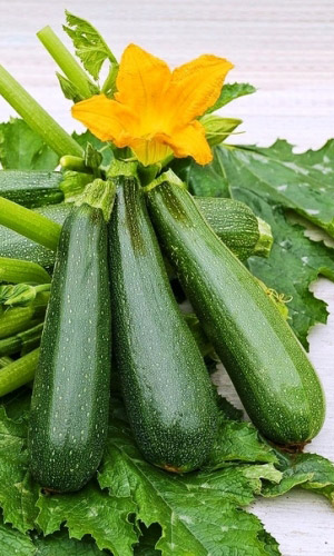 Кабачок КОСМОНАВТ