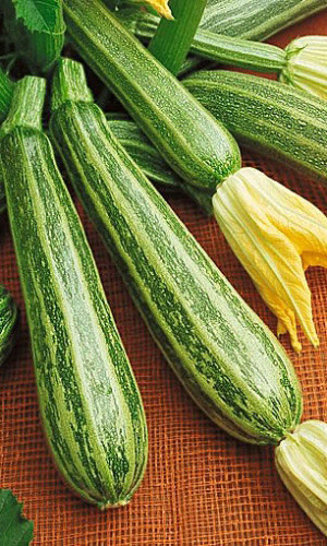 Кабачок КУАНД