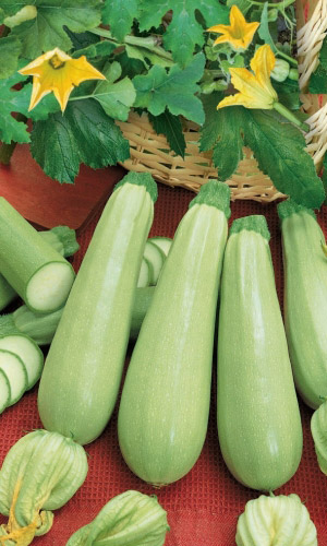 Кабачок РУССКИЙ ДЕЛИКАТЕС