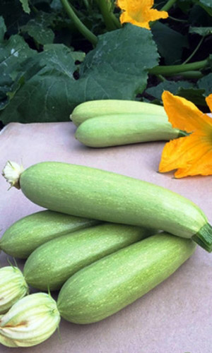 Кабачок СОСНОВСКИЙ