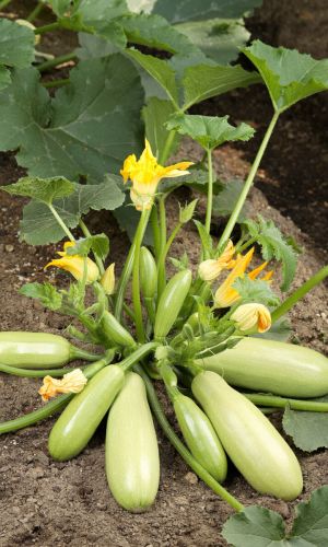 Кабачок ВЕСЕННЕЕ ЧУДО