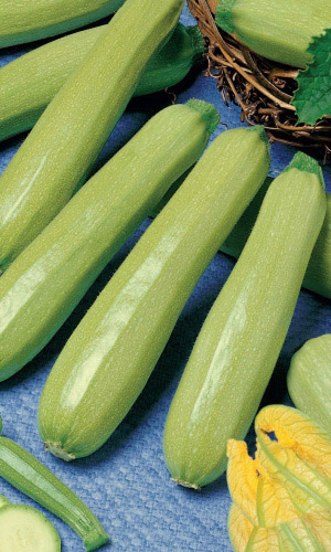 Кабачок ЯКОРЬ