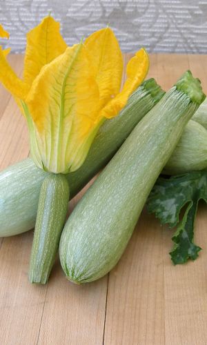 Кабачок ЗАРА F1