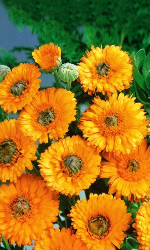 Календула ЗЕЛЁНОЕ СЕРДЦЕ