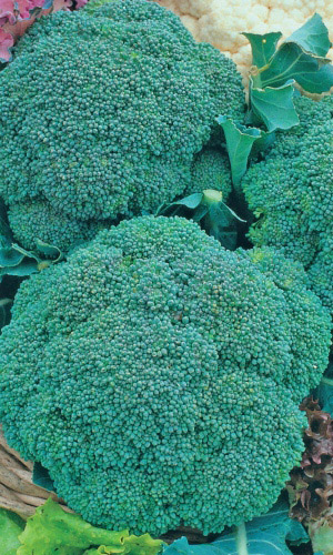 Капуста брокколи ИЗУМРУДНОЕ ВОЛШЕБСТВО