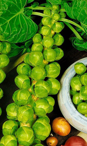 Капуста брюссельская БРЮССЕЛЬ F1