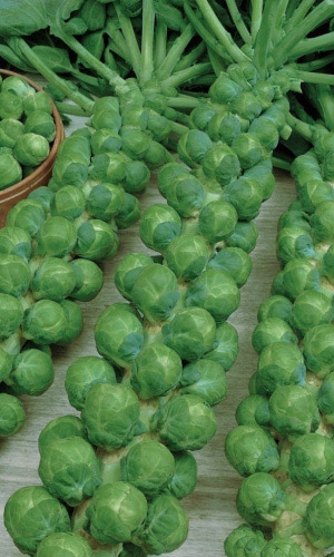 Капуста брюссельская САПФИР