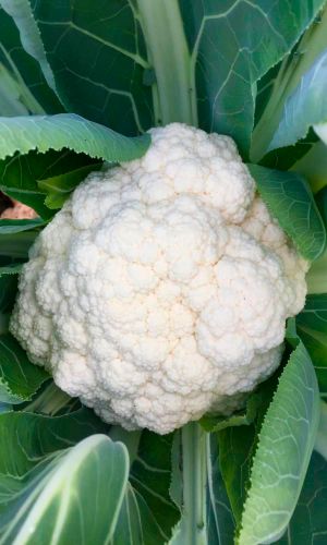 Капуста цветная КЛАВДИЯ
