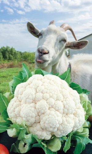 Капуста цветная КОЗА ЕГОЗА