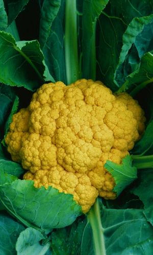 Капуста цветная КУПЕЧЕСКАЯ
