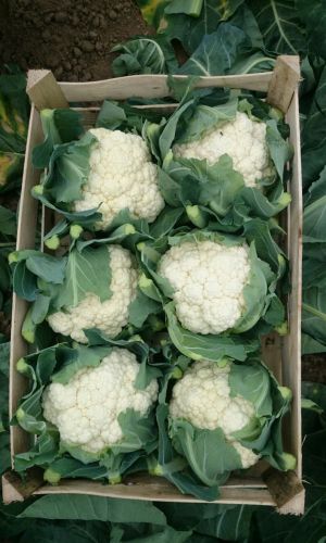 Капуста цветная МОВИР 74