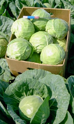 Капуста ФИНАЛ &mdash; Вкусовые качества отличные! Для длительного хранения, до 10 месяцев!