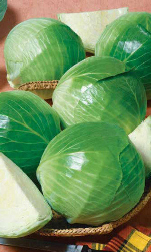 Капуста КОЛОБОК F1