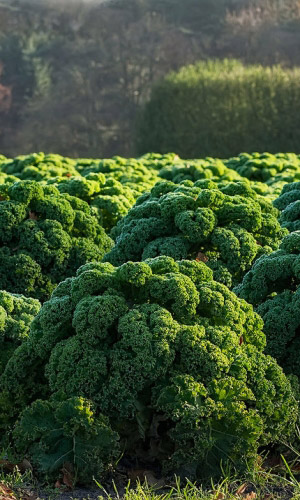 Капуста листовая (кале) ГРИН-ВИТАМИН