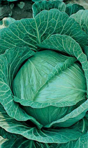 Капуста МЕГАТОН F1