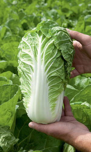 Капуста пекинская БОКАЛ